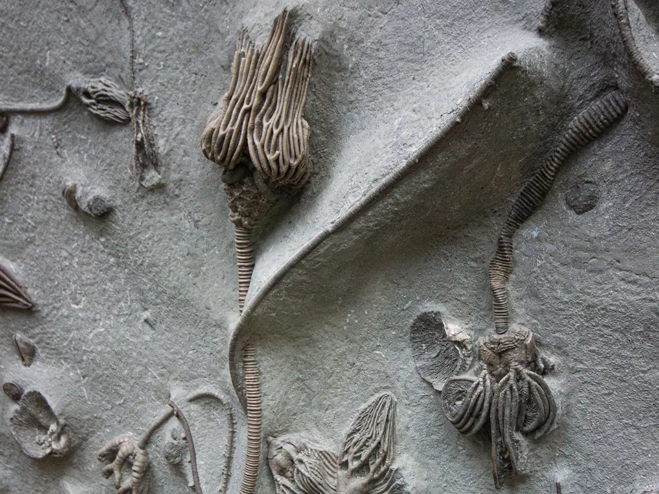 CRINOIDS AND FOSSILS